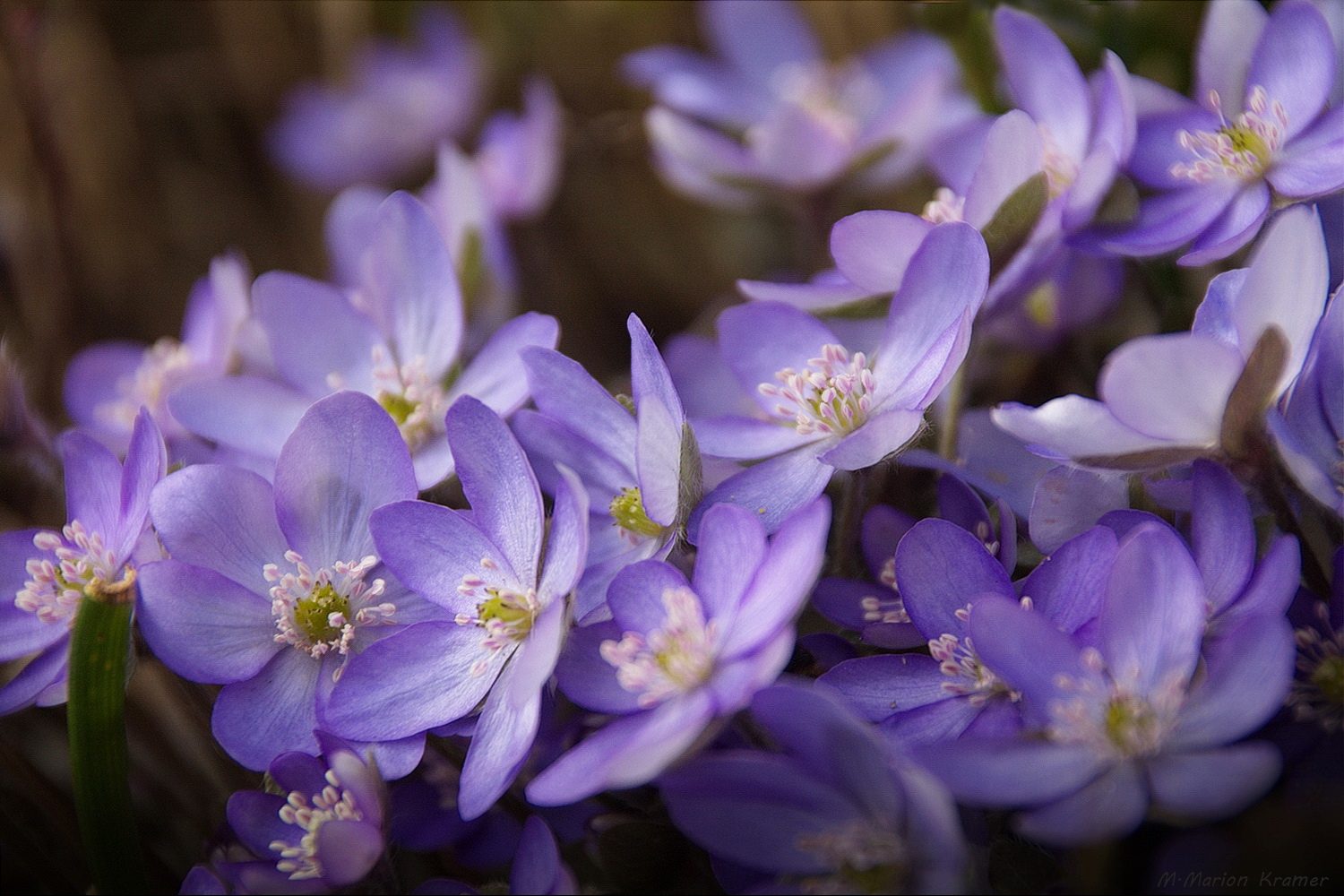 Leberblümchen ganz in Blau