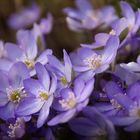 Leberblümchen ganz in Blau