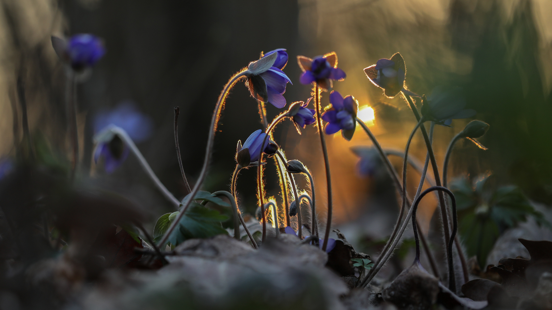 Leberblümchen gehen immer