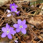 Leberblümchen gibt heuer massenweise