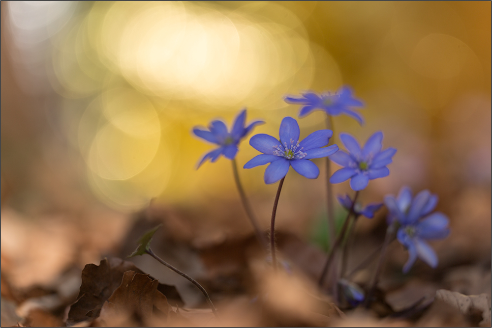 leberblümchen  ( hepatica nobilis ) 02/15