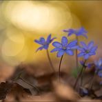 leberblümchen  ( hepatica nobilis ) 02/15