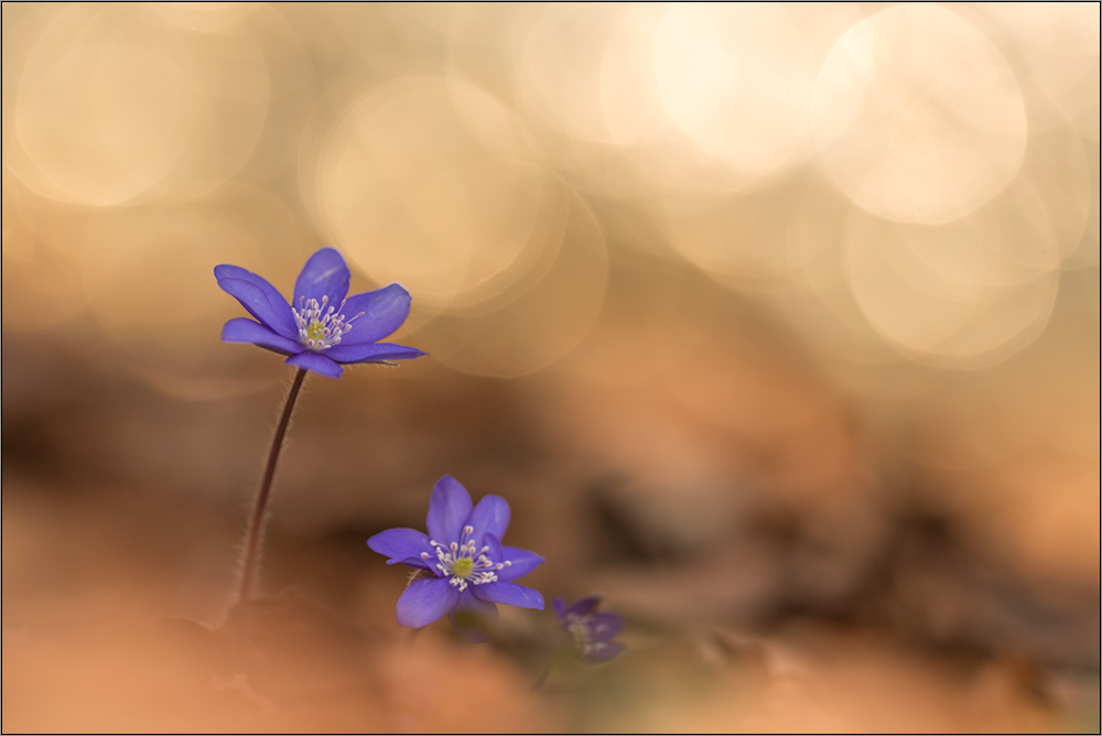 leberblümchen ( hepatica nobilis ) 04/15