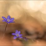 leberblümchen ( hepatica nobilis ) 04/15