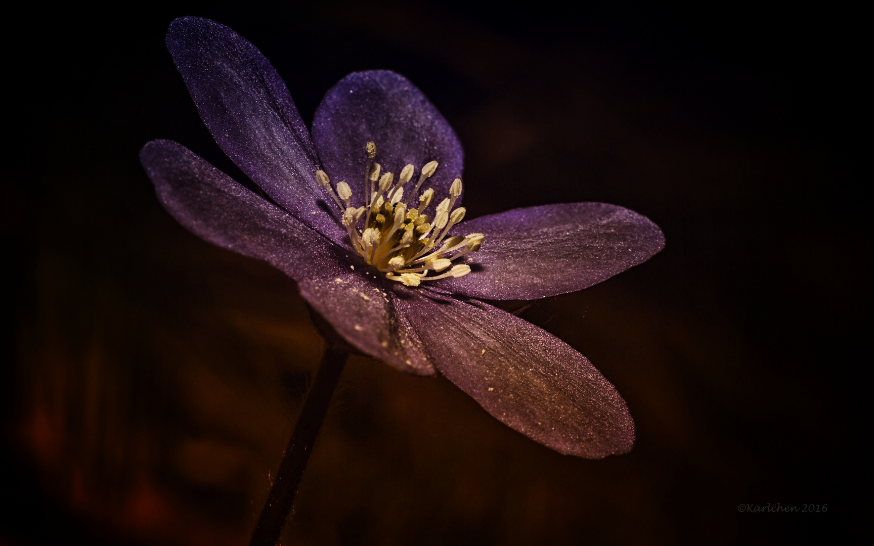 Leberblümchen (Hepatica nobilis)