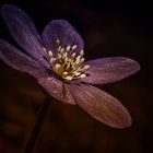 Leberblümchen (Hepatica nobilis)