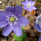 Leberblümchen (Hepatica nobilis)