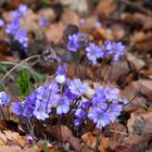 Leberblümchen (Hepatica nobilis)