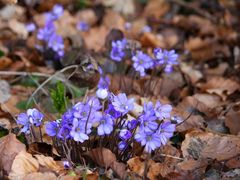 Leberblümchen (Hepatica nobilis)