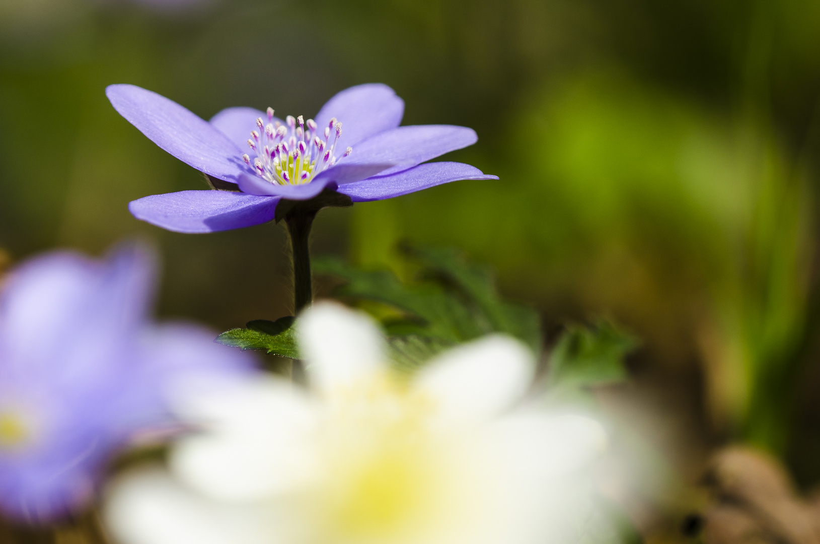 Leberblümchen (Hepatica nobilis)