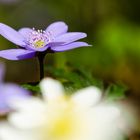 Leberblümchen (Hepatica nobilis)