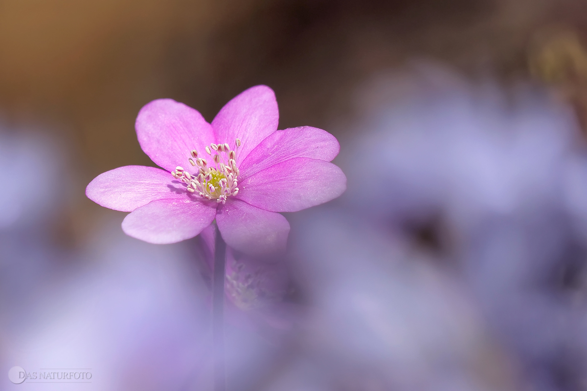 Leberblümchen (Hepatica nobilis) ...