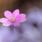 Leberblümchen (Hepatica nobilis) ...