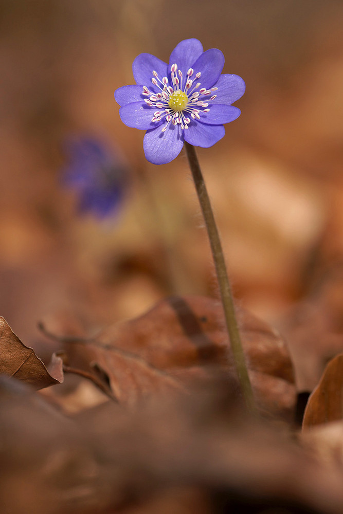 Leberblümchen (Hepatica nobilis)