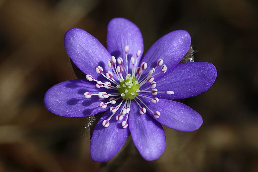 Leberblümchen (Hepatica nobilis - 2