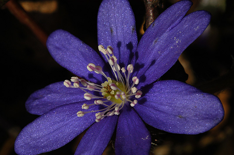 Leberblümchen (Hepatica nobilis) #2