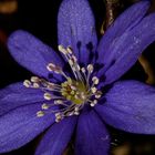 Leberblümchen (Hepatica nobilis) #2