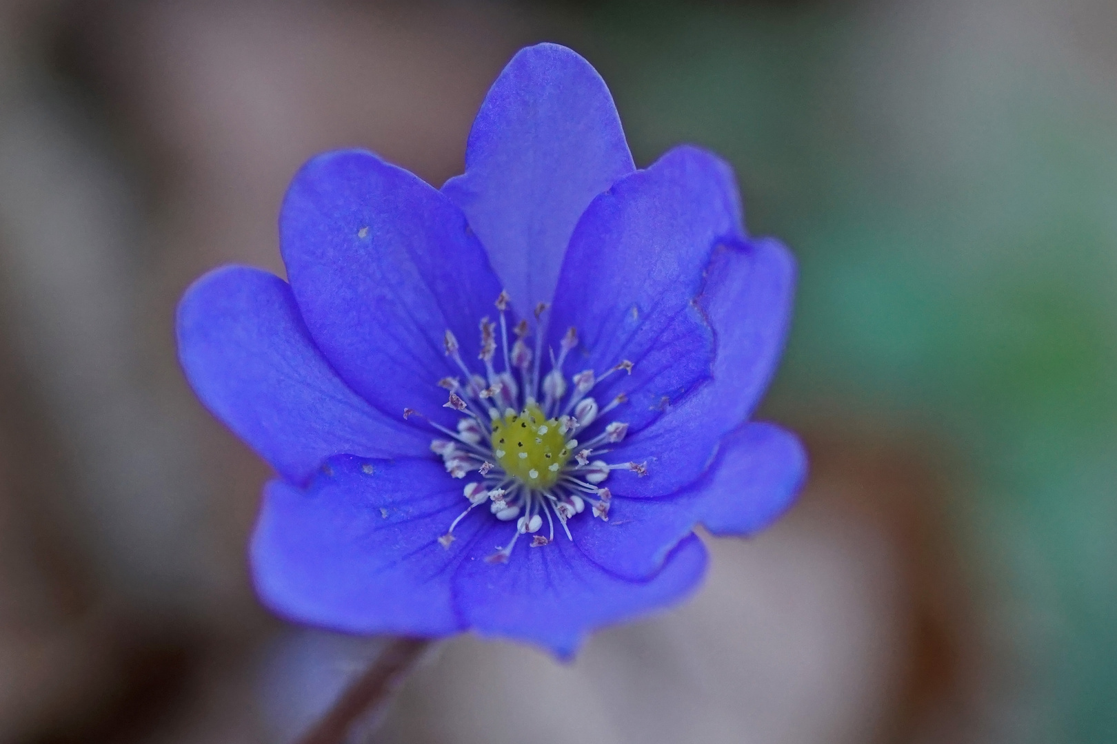 Leberblümchen (Hepatica nobilis)