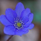 Leberblümchen (Hepatica nobilis)