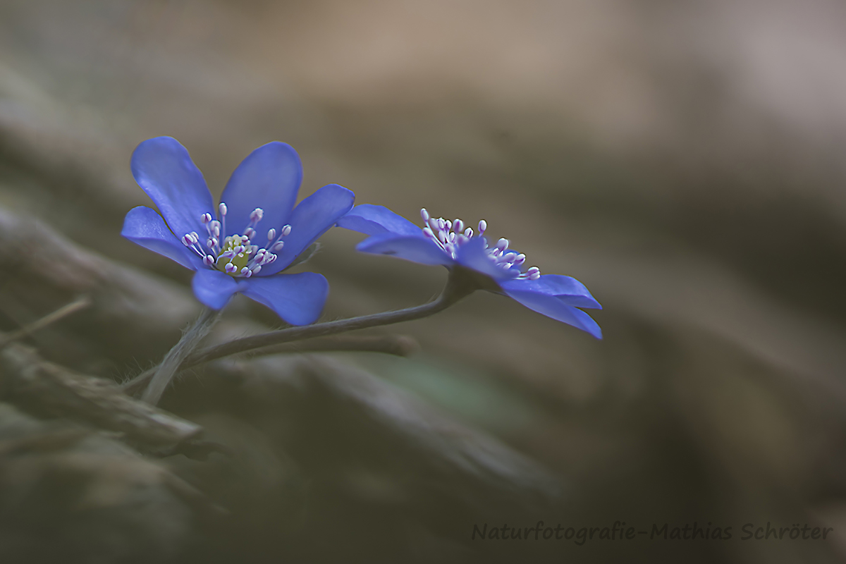 Leberblümchen (Hepatica nobilis)