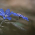 Leberblümchen (Hepatica nobilis)