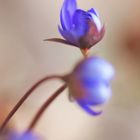 Leberblümchen (Hepatica nobilis)