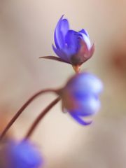 Leberblümchen (Hepatica nobilis)