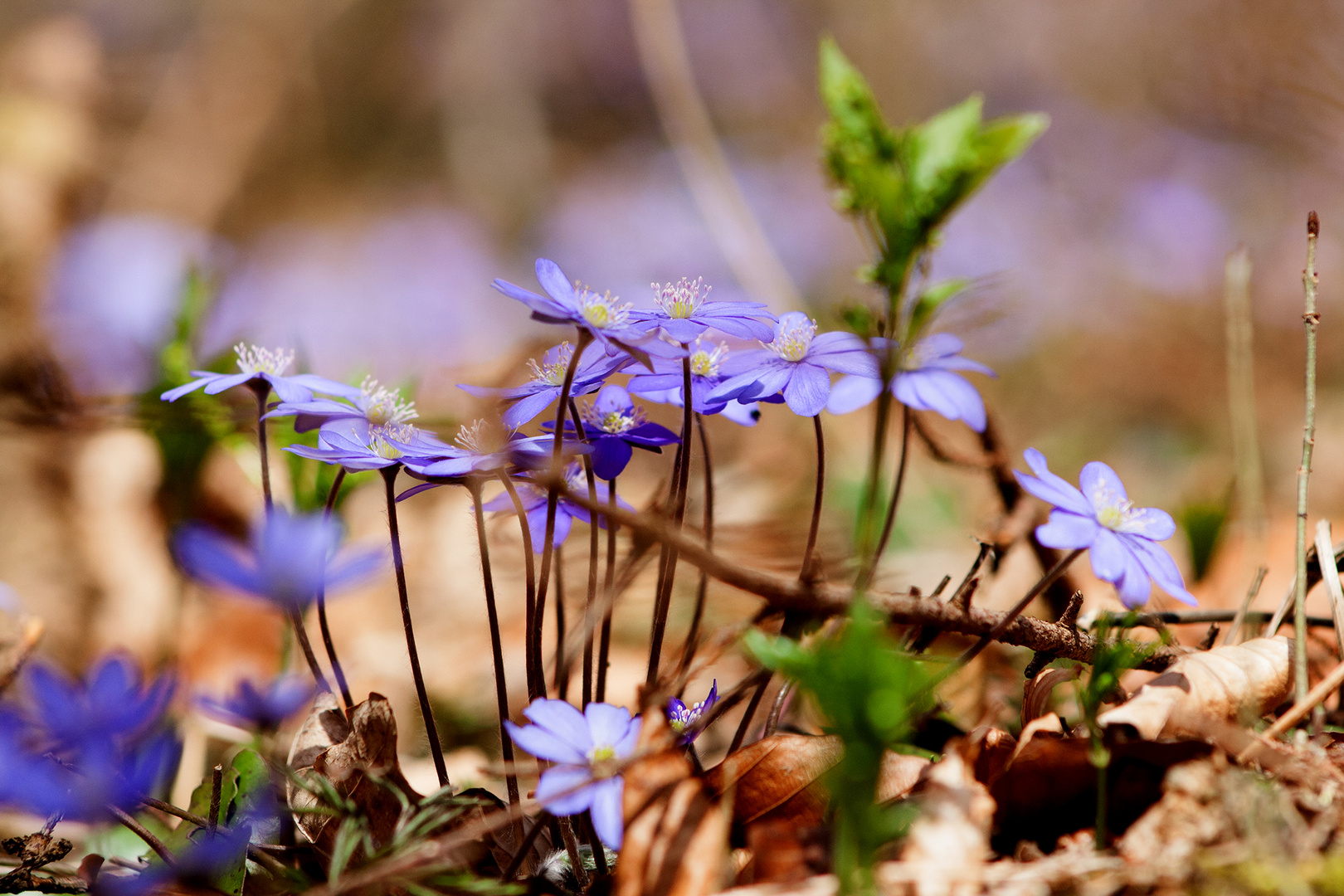 Leberblümchen-hepatica nobilis