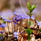 Leberblümchen-hepatica nobilis