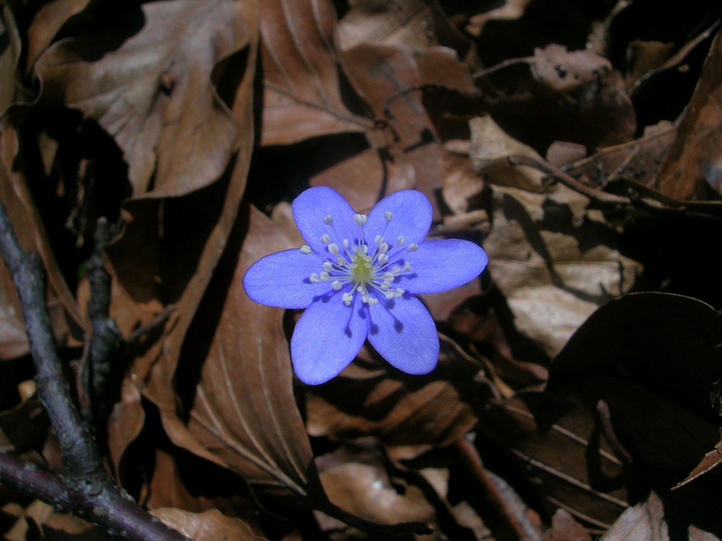 Leberblümchen - Hepatica nobilis