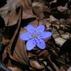 Leberblümchen - Hepatica nobilis