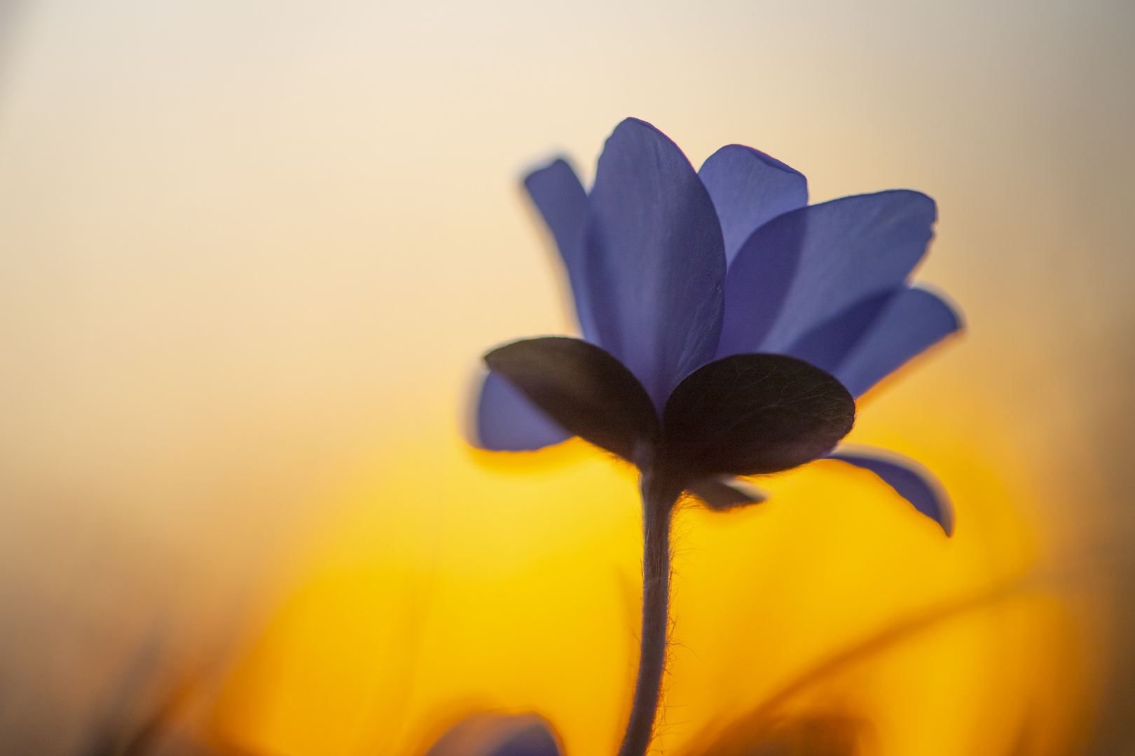 Leberblümchen (Hepatica nobilis)