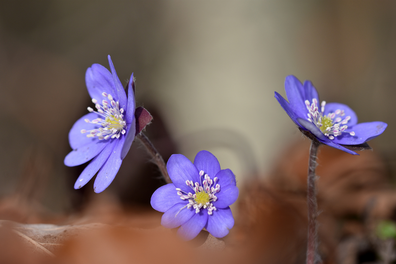 Leberblümchen (Hepatica nobilis)