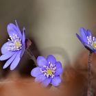 Leberblümchen (Hepatica nobilis)