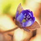  Leberblümchen (Hepatica nobilis)...