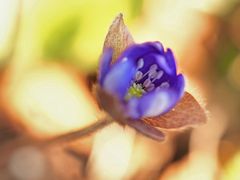  Leberblümchen (Hepatica nobilis)...