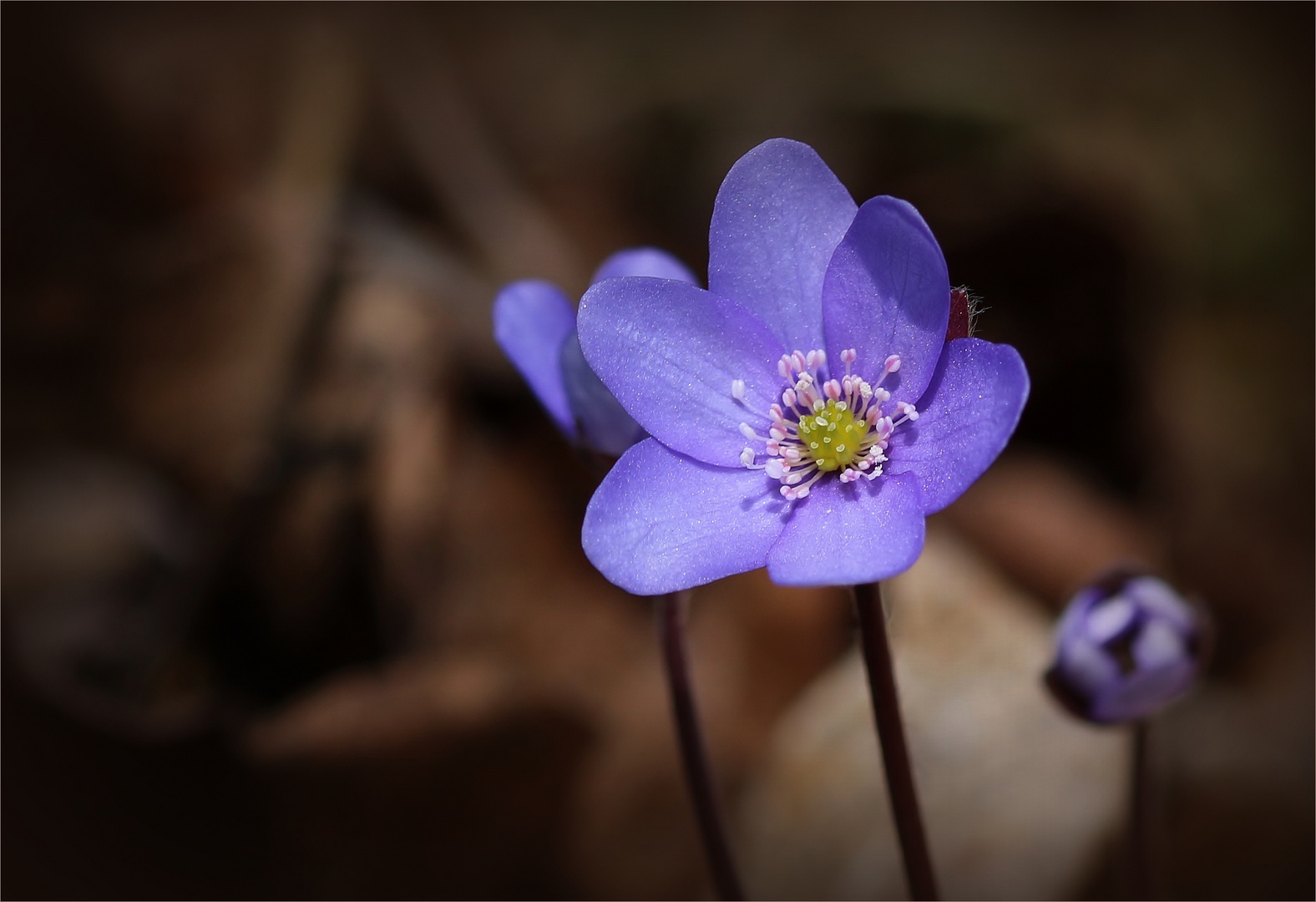 Leberblümchen (Hepatica nobilis).