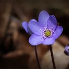 Leberblümchen (Hepatica nobilis).