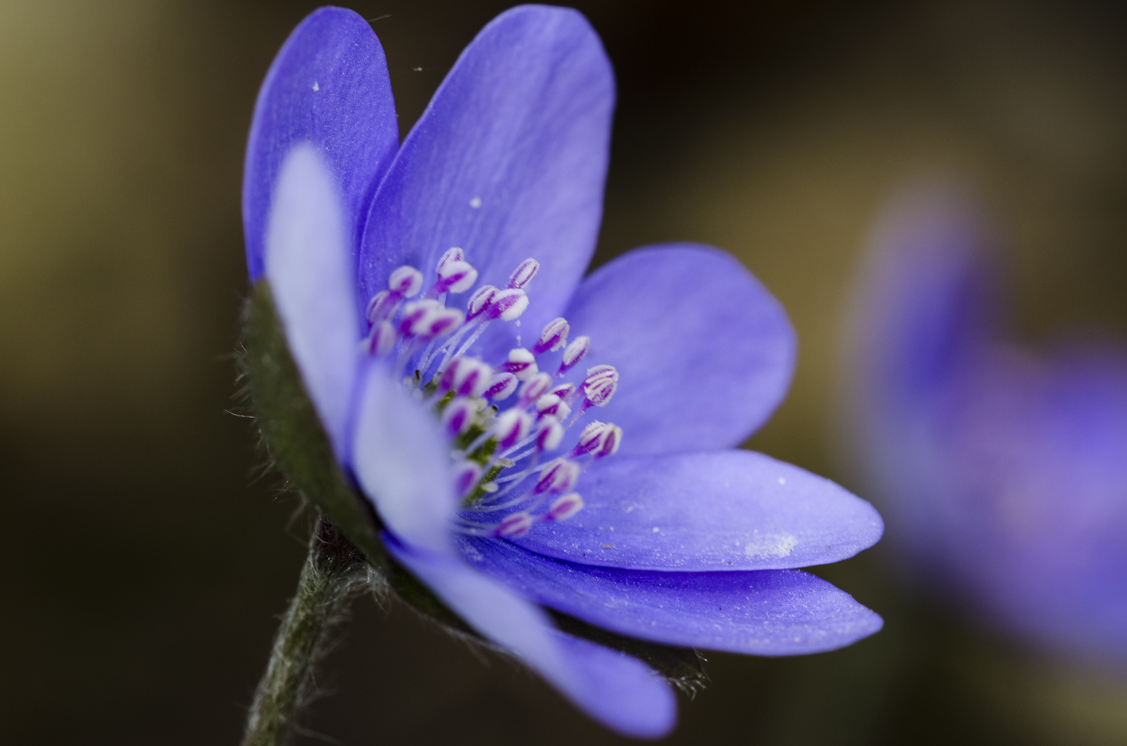 Leberblümchen (Hepatica nobilis)