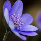 Leberblümchen (Hepatica nobilis)