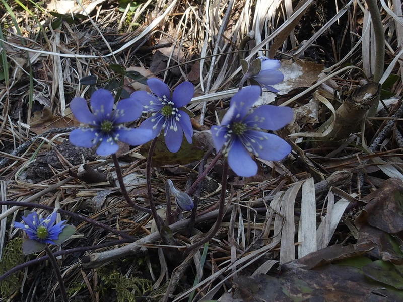 Leberblümchen 'Hepatica nobilis'