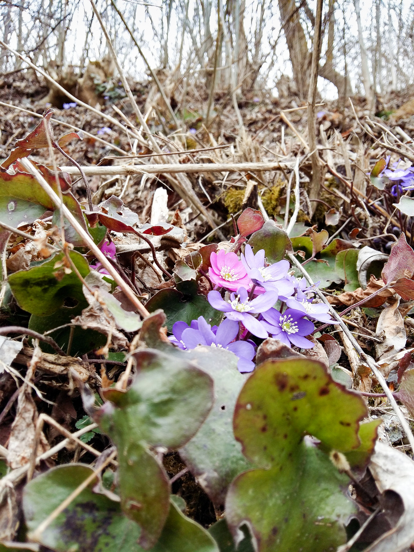 Leberblümchen (Hepatica nobilis)