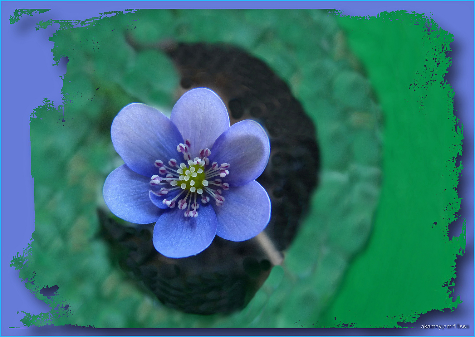 Leberblümchen - Hepatica nobilis