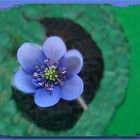 Leberblümchen - Hepatica nobilis