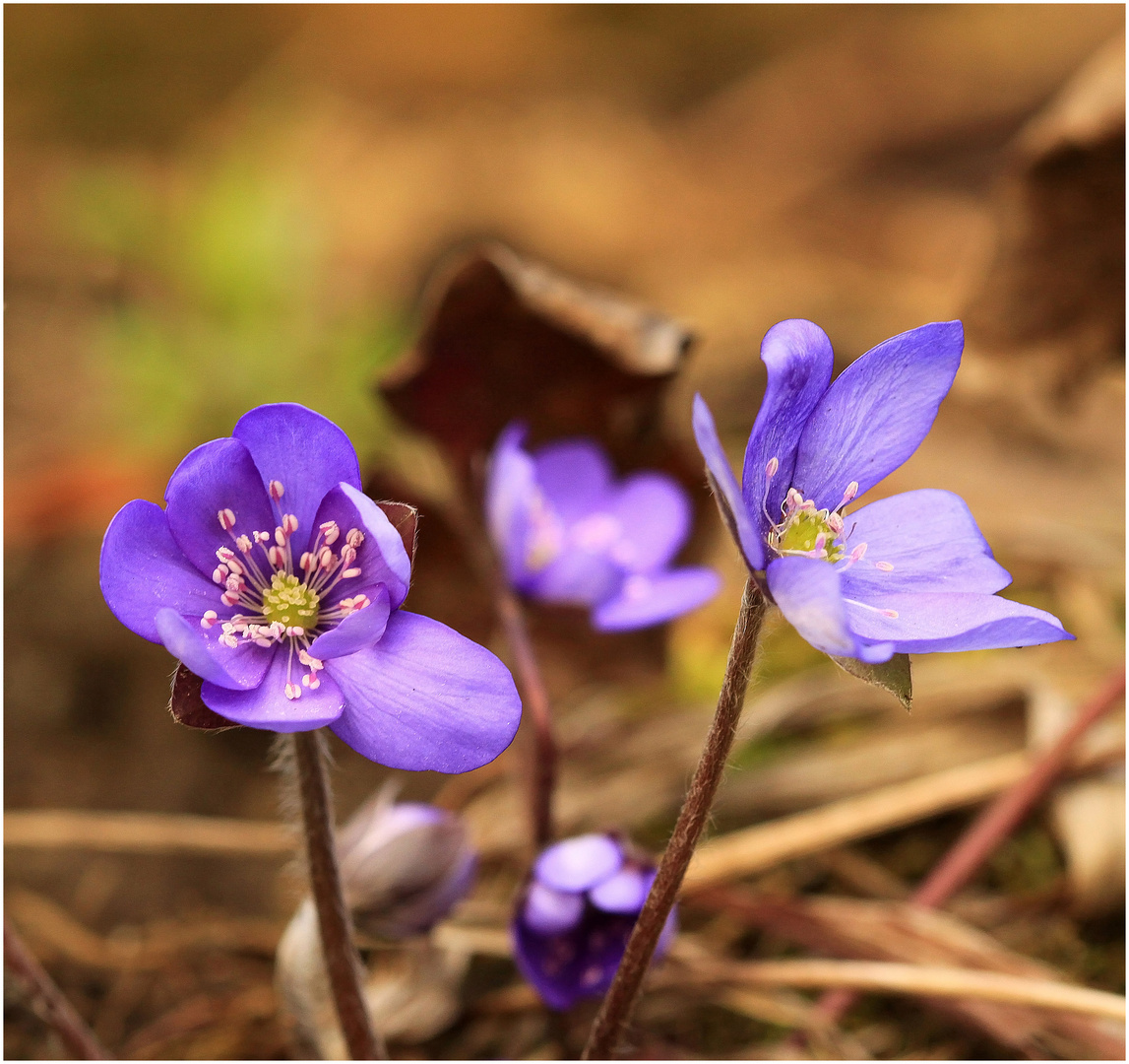 Leberblümchen (Hepatica nobilis)