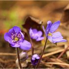 Leberblümchen (Hepatica nobilis)