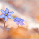 Leberblümchen (Hepatica nobilis)