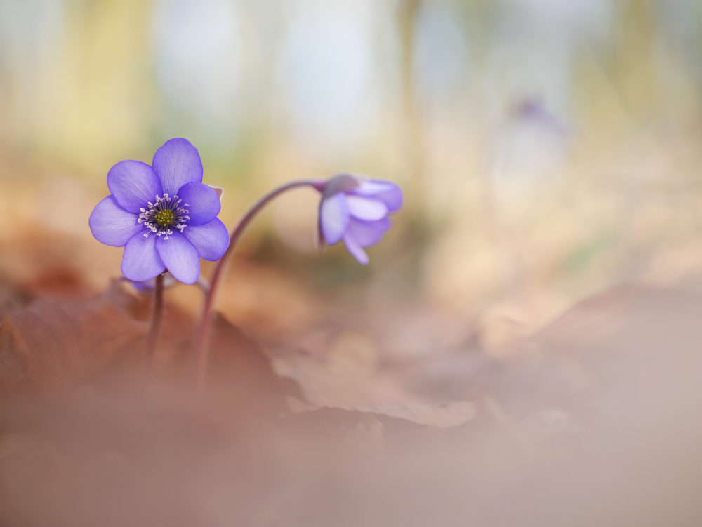 Leberblümchen (Hepatica nobilis)