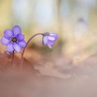 Leberblümchen (Hepatica nobilis)