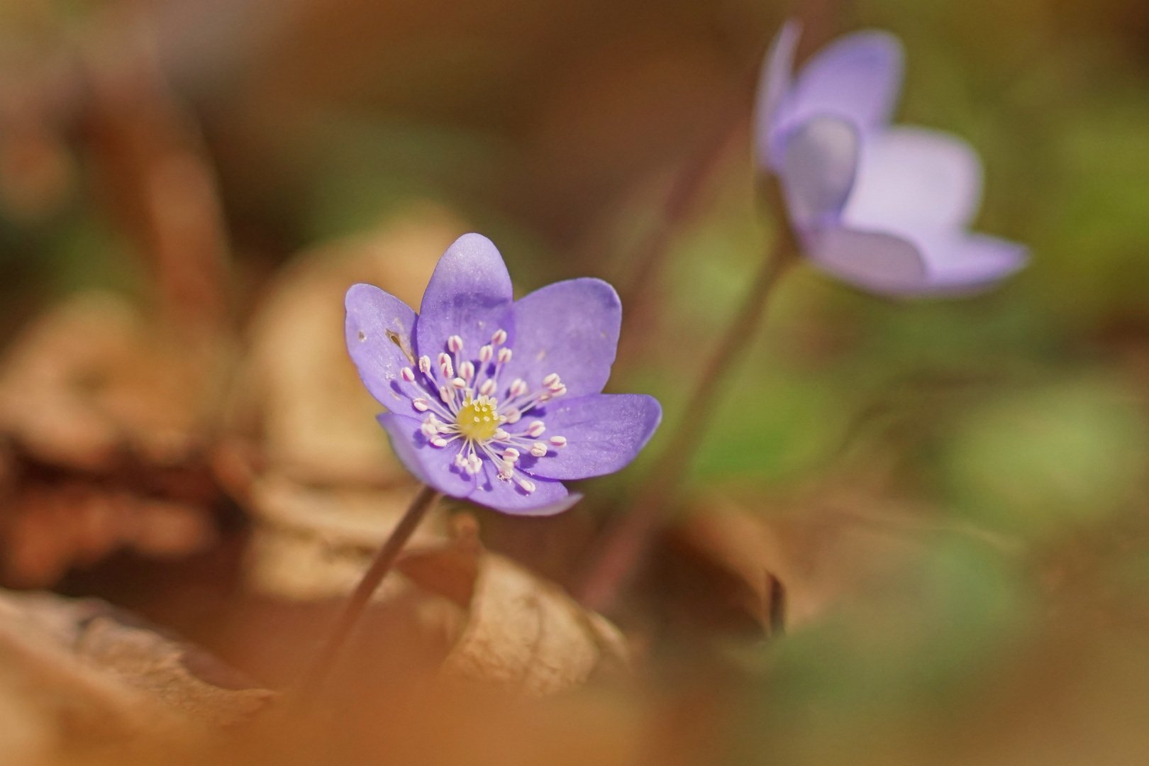 Leberblümchen (Hepatica nobilis)